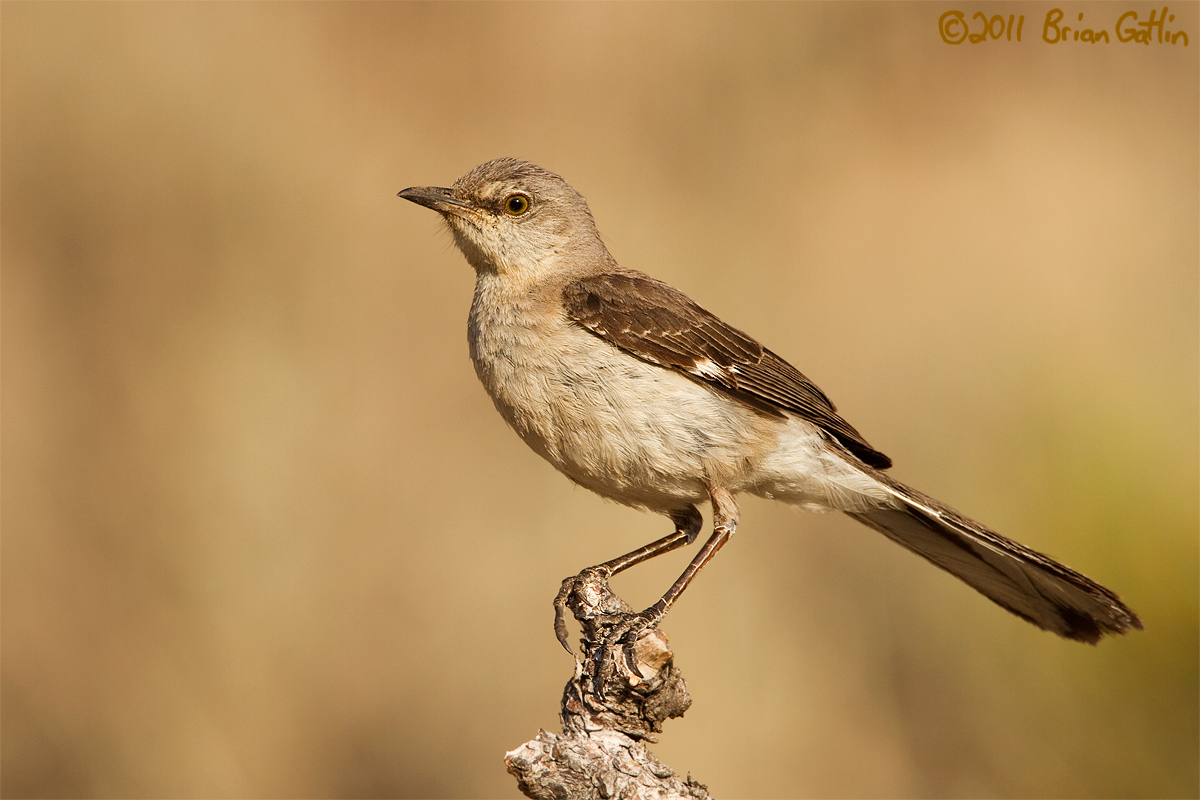 Northern Mockingbird