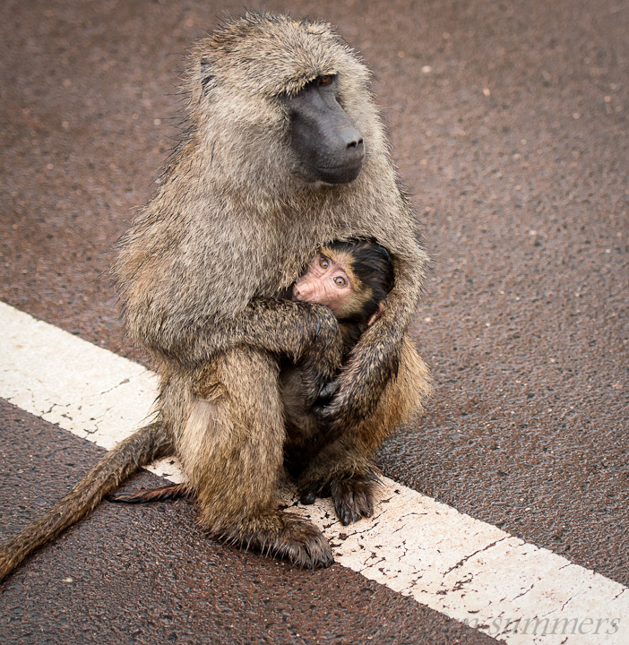 Sharing the road