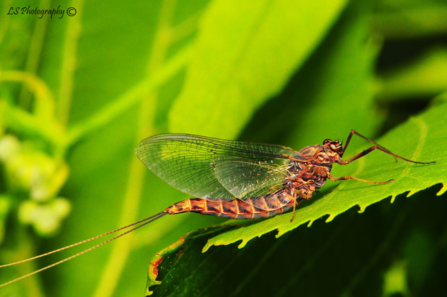 Grey Drake Mayfly