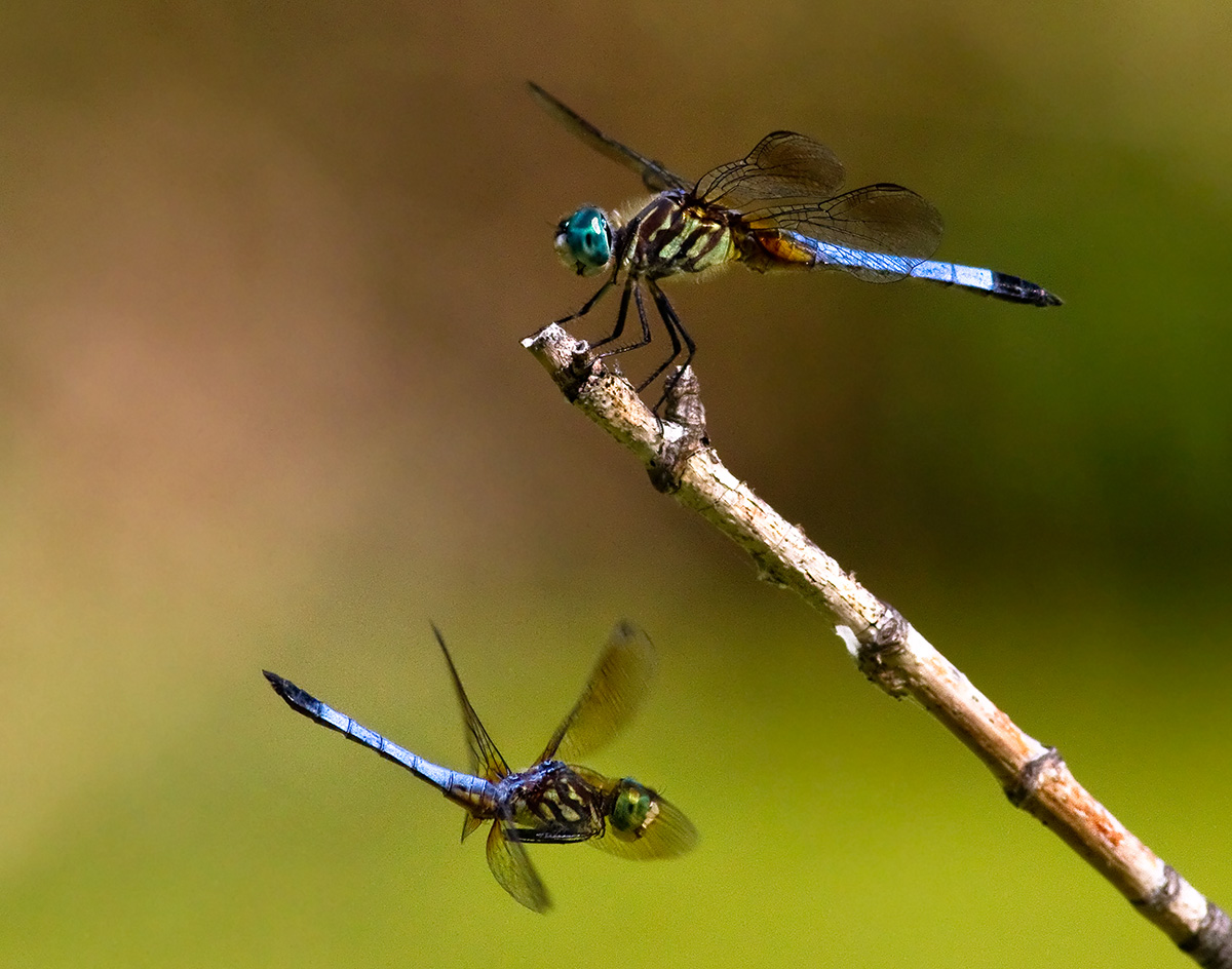 Blue Dashers Conflict   