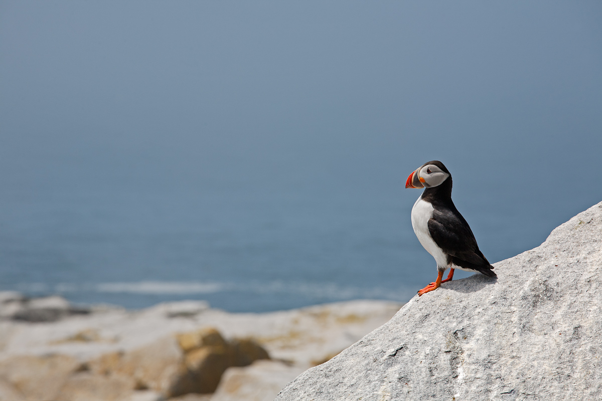 A Puffin with a View