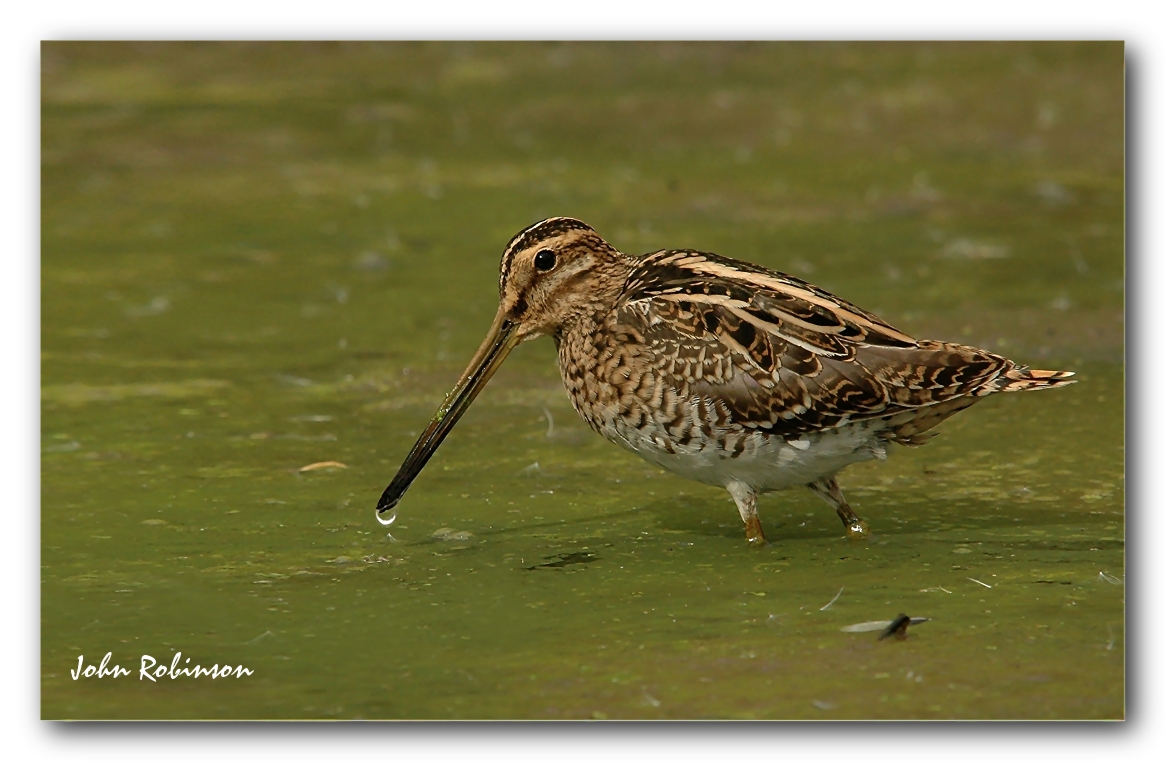 Snipe feeding