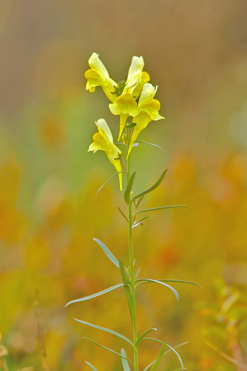 Toadflax with Repost
