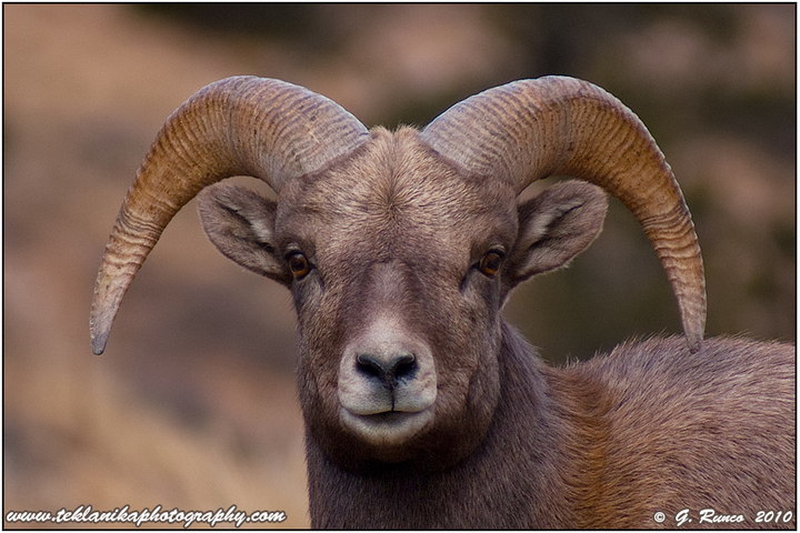 Colorado Bighorn