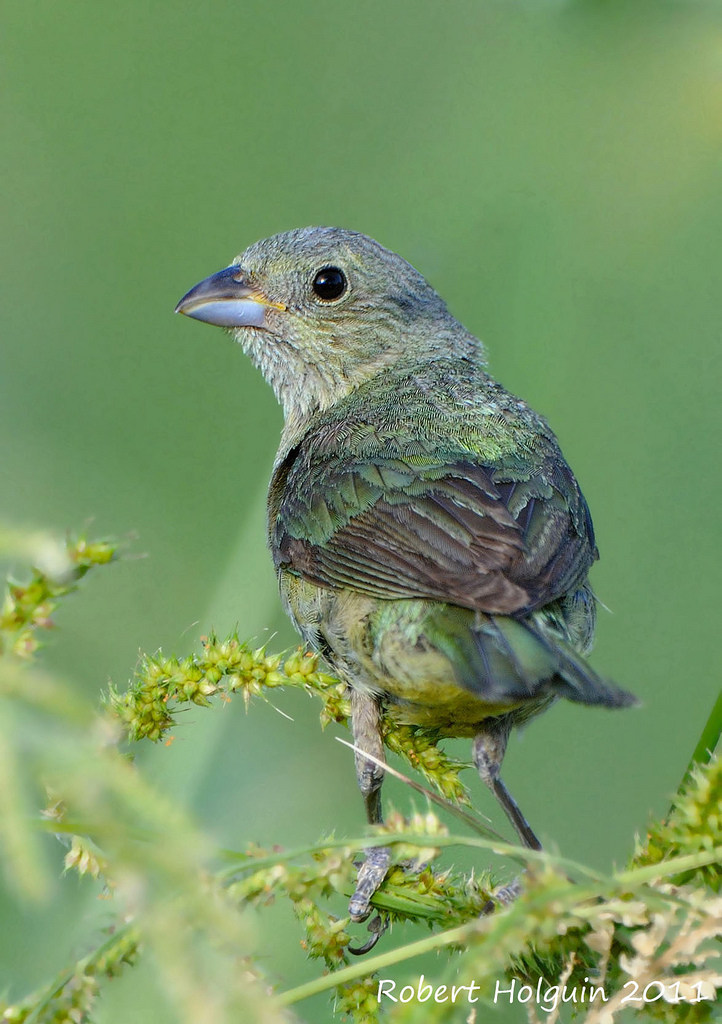 Female Painted Bunting