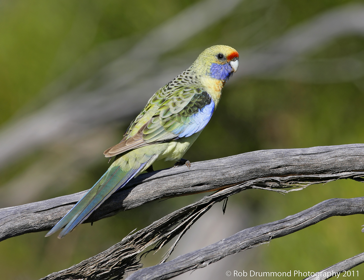 Yellow Rosella