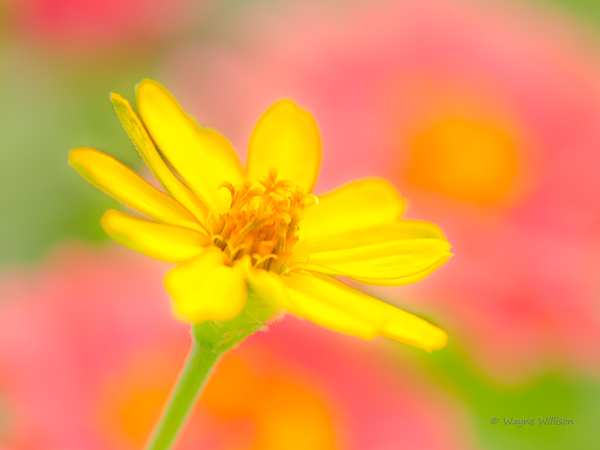 Zinnia