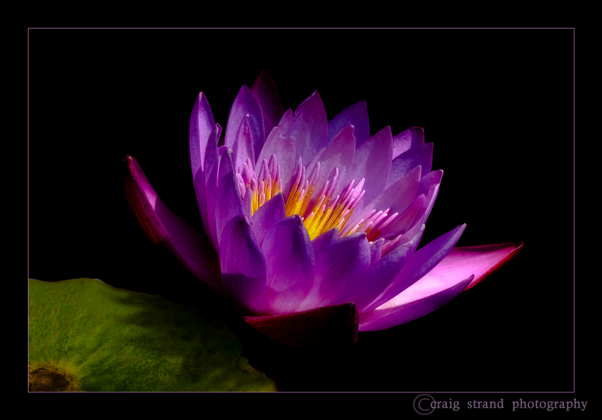 Water Lily #3 