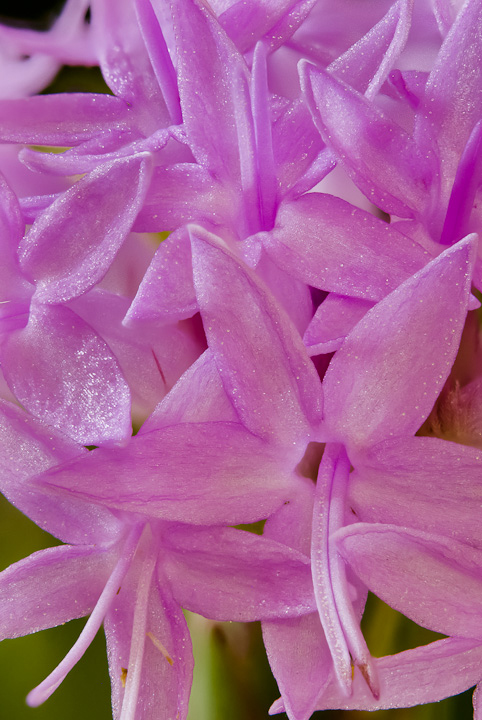 Scrub blazing star