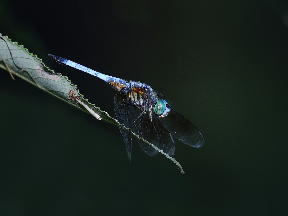 Blue Dasher