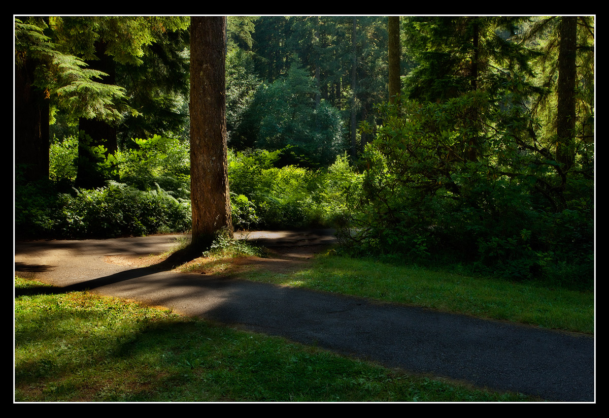A walk in the Forest