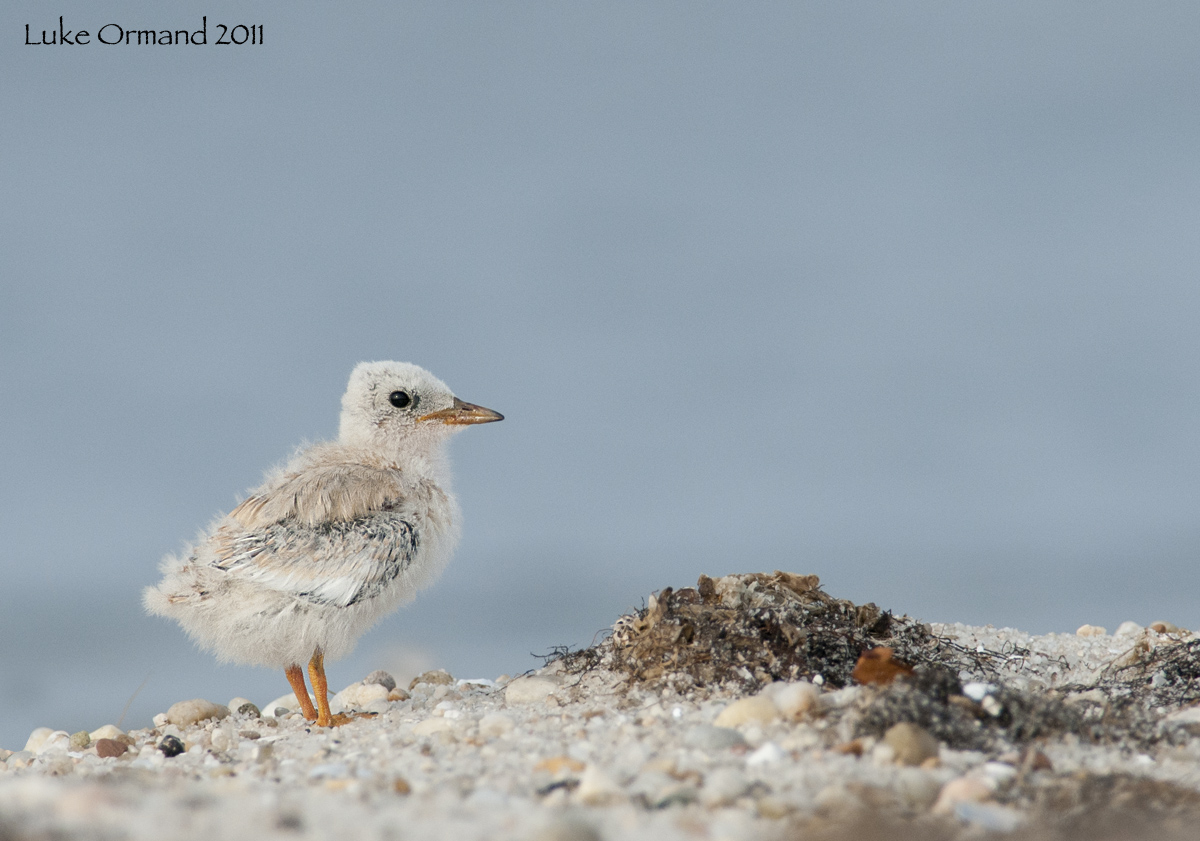 Least Tern Chick II