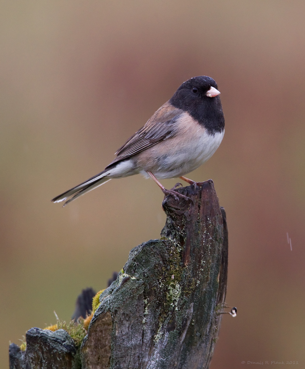 Dark-Eyed Junco & Repost
