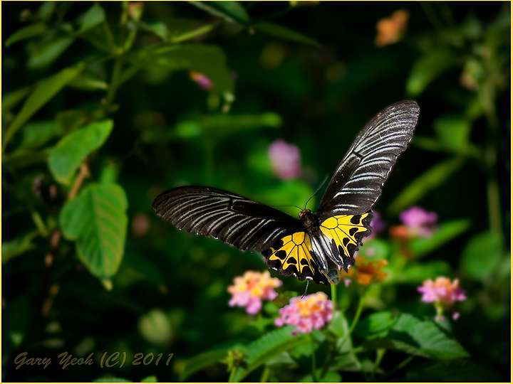 Birdwings swallowtail