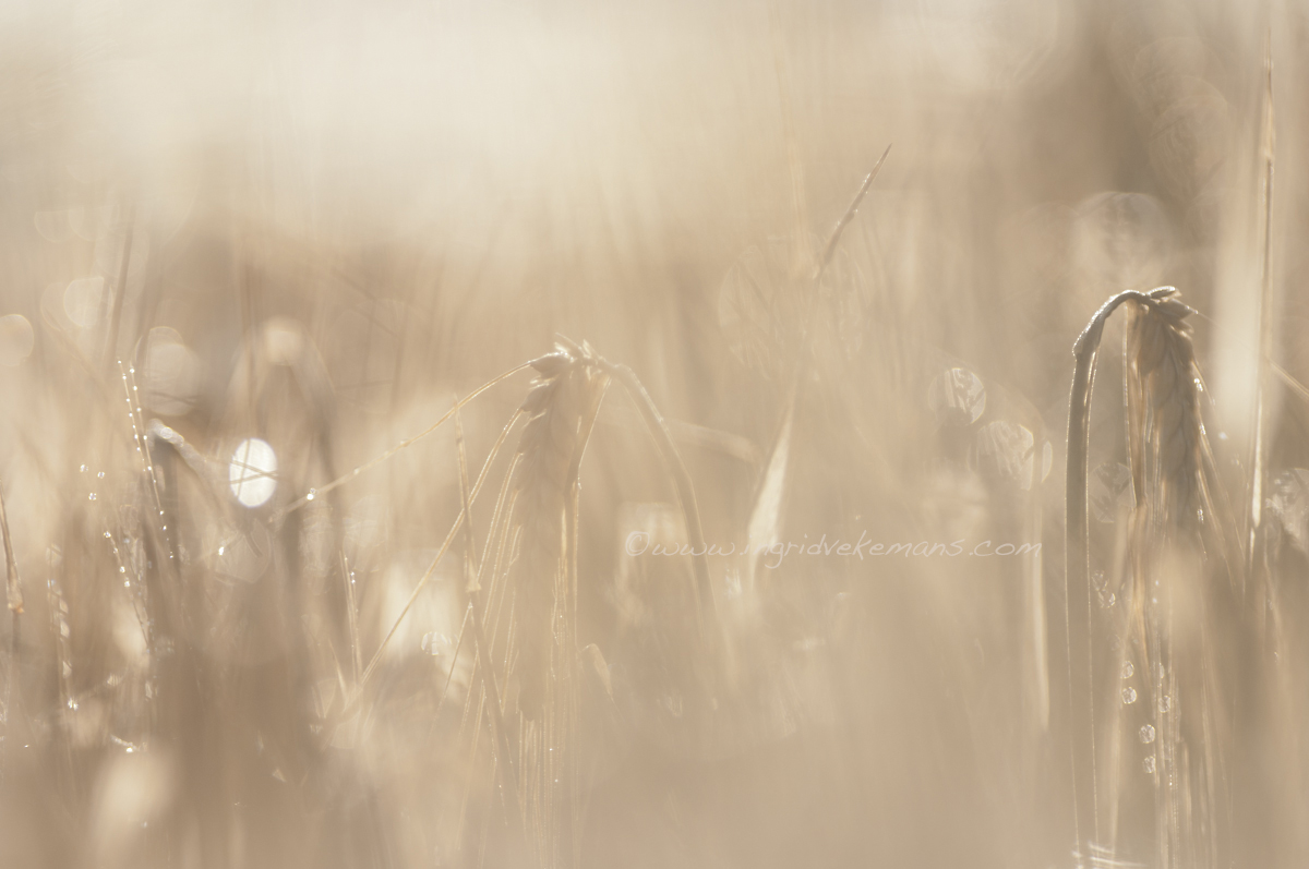 Wheat