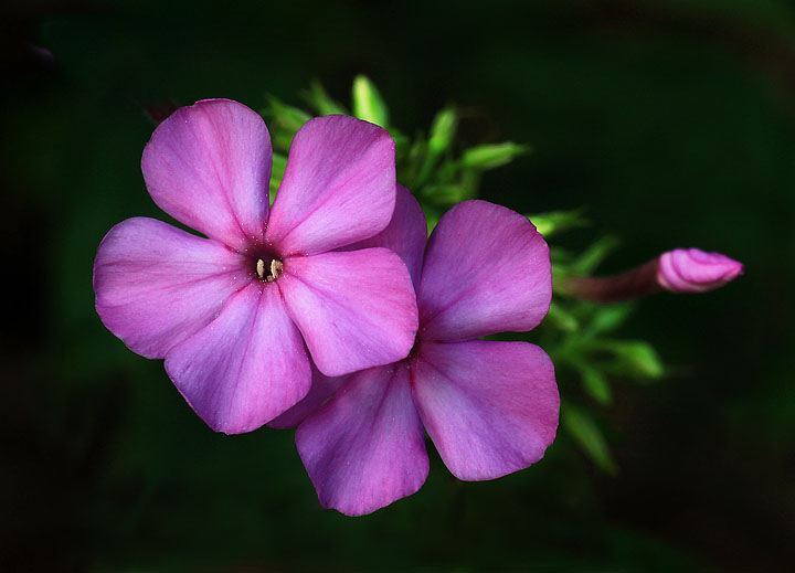 Wild Phlox + Repost