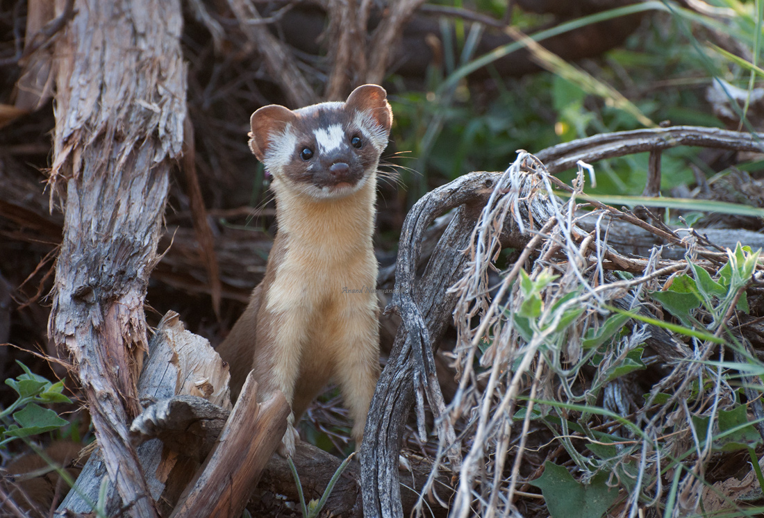 Long-Tailed Weasel