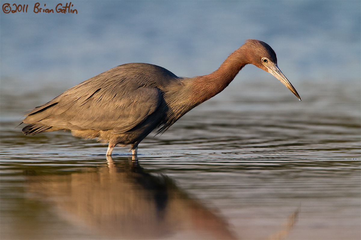 Little Blue Heron
