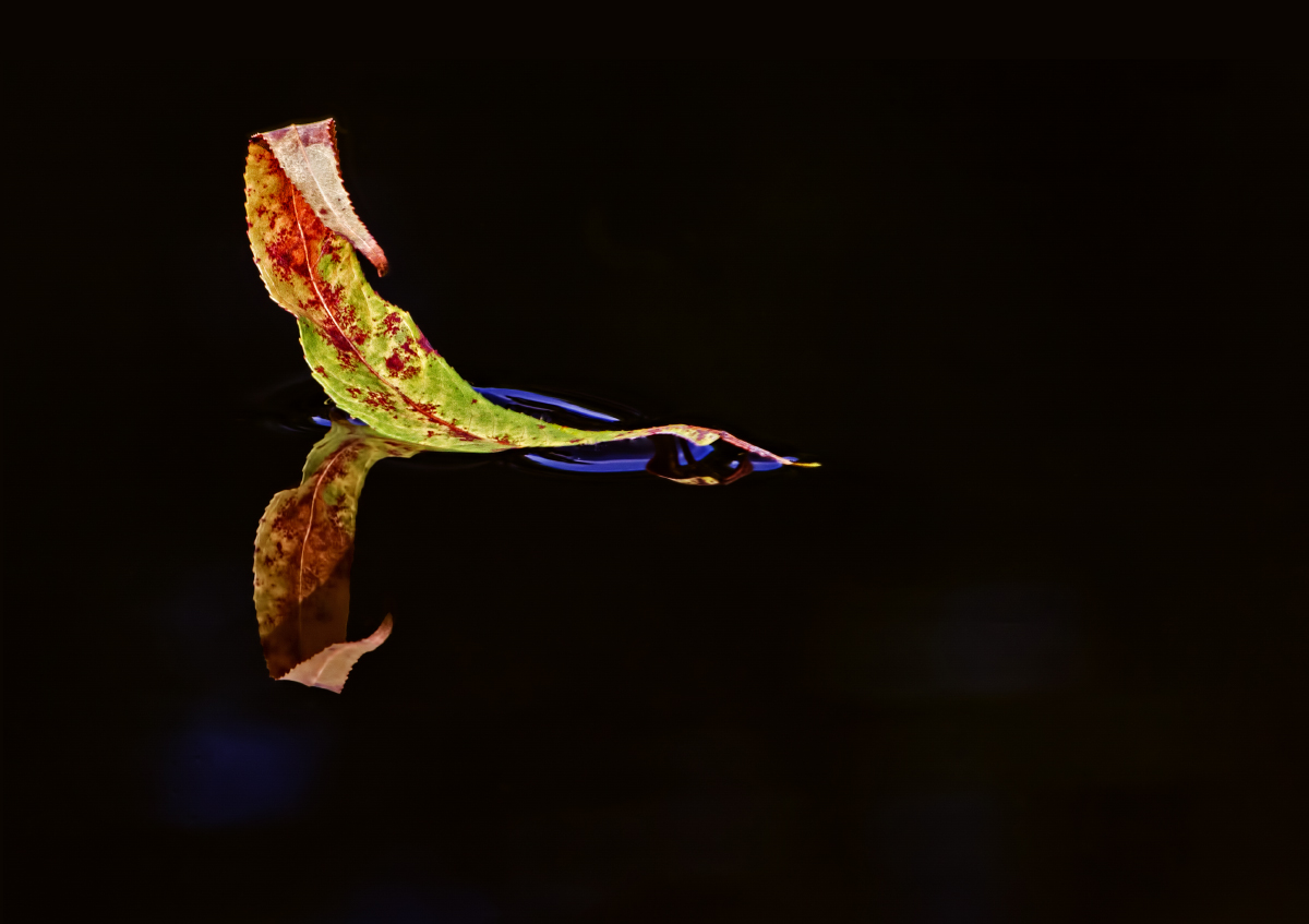 Floating Leaf
