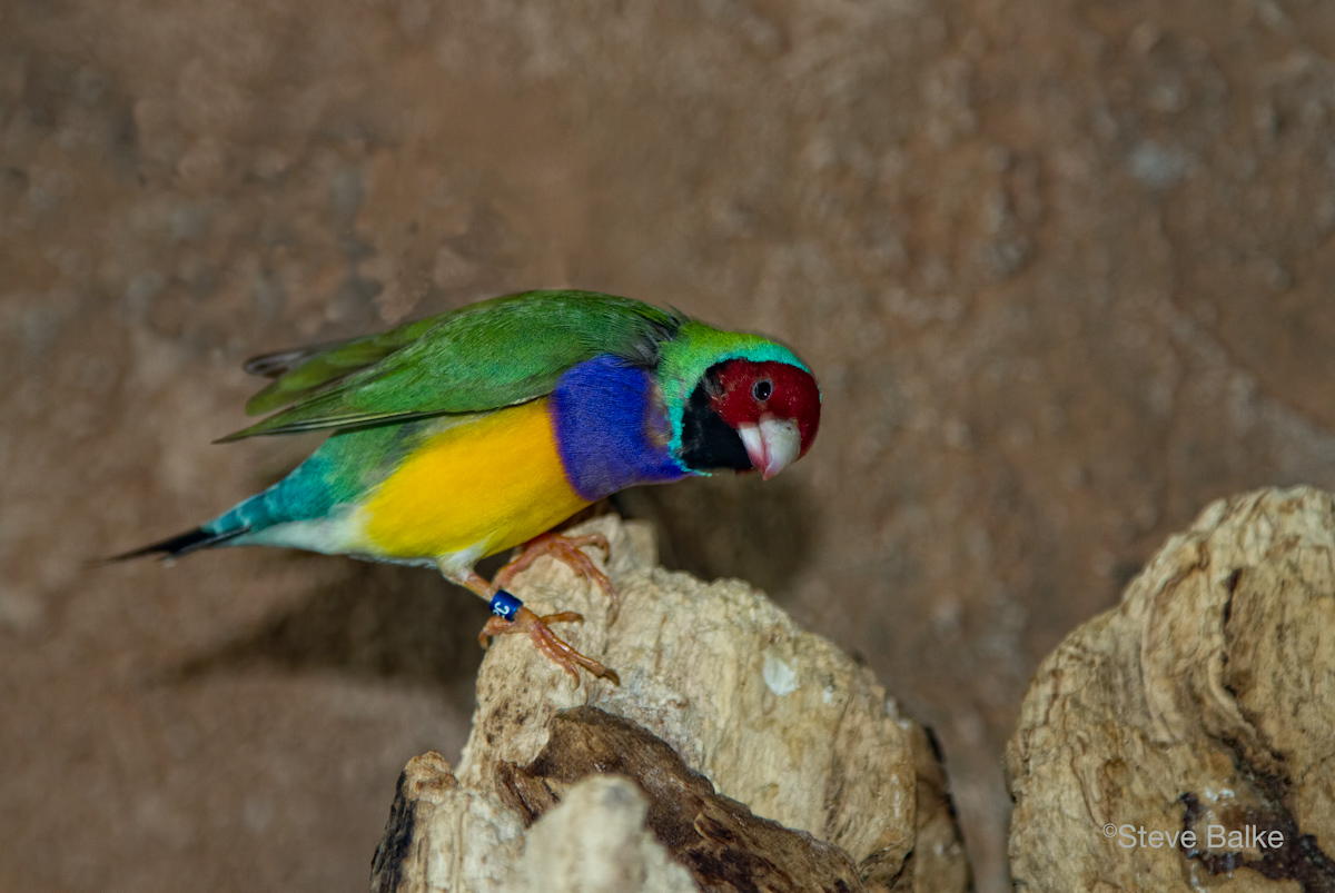 Gouldian Finch