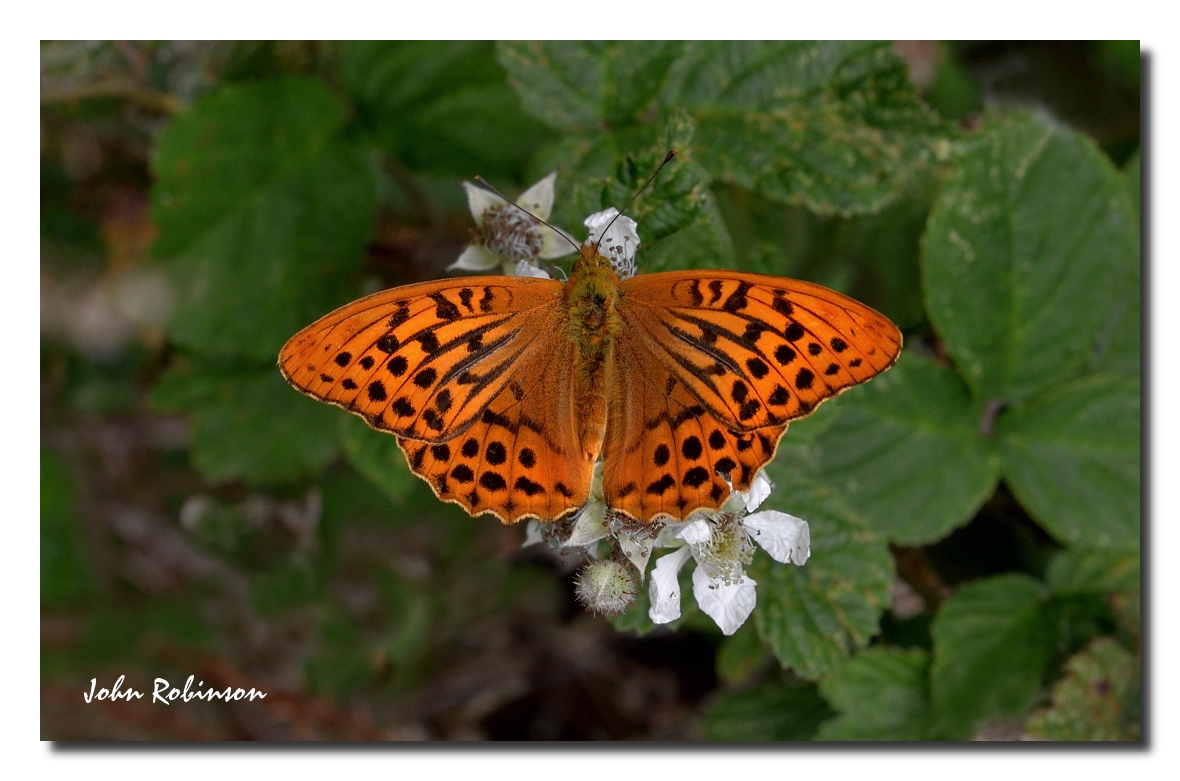 Silver Washed Fritillary