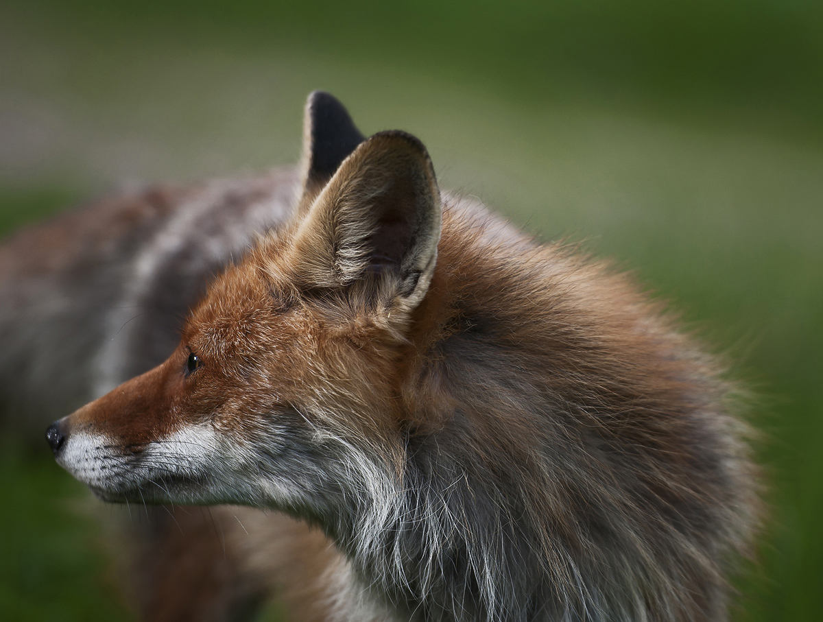 Foxed