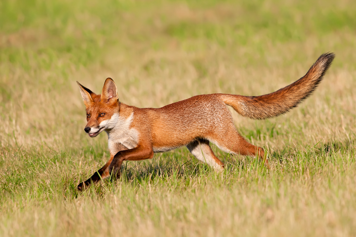 Red Fox - on the run