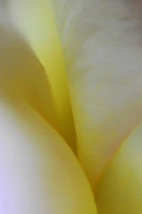 Sensuous Curves