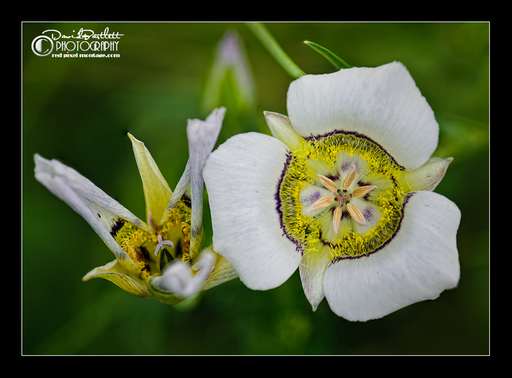 Summit  Lily Re-post