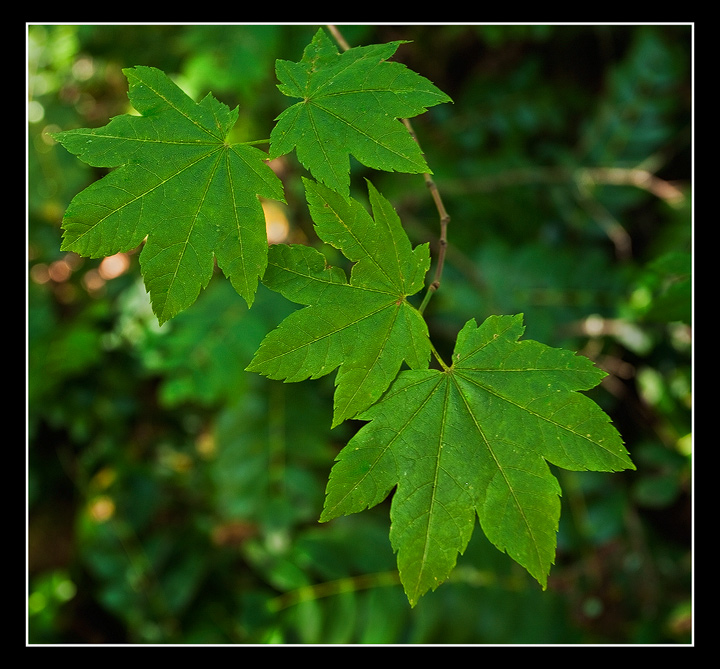 More Leafs