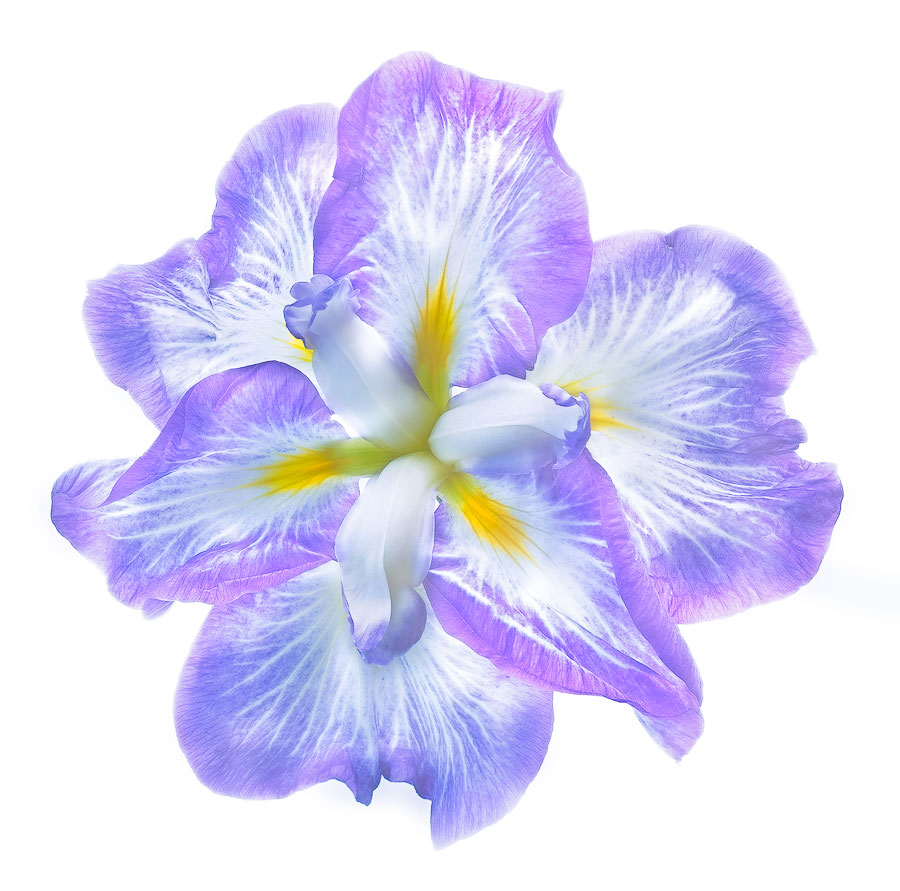 Iris in a Higher Key