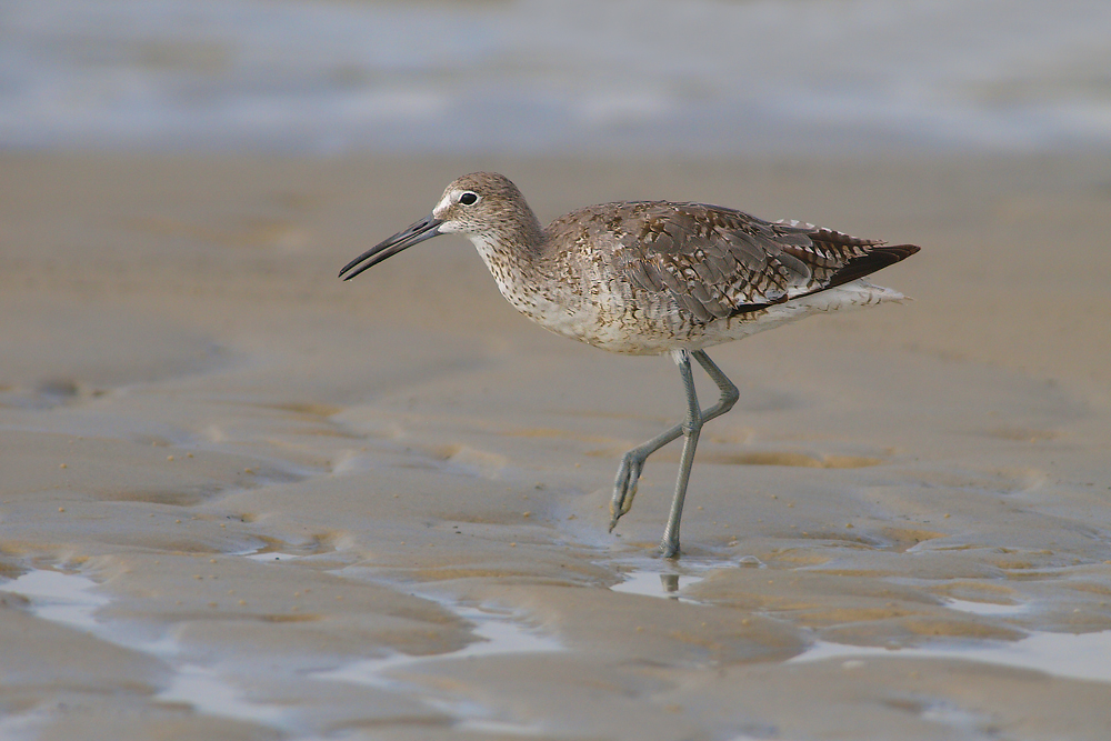 Willet Evening Light 2