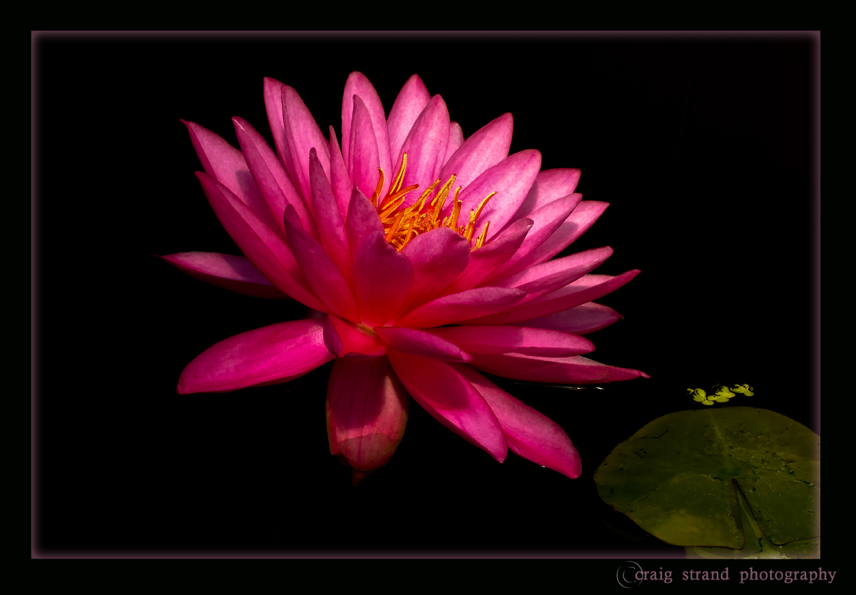 Water Lily #4