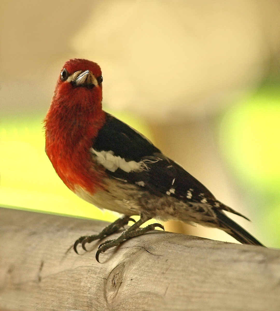 Red-Breasted Sapsucker