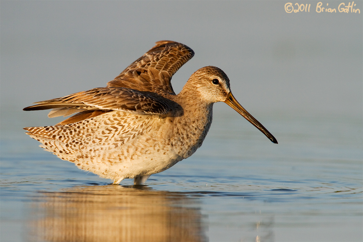 Short-billed Dowitcher