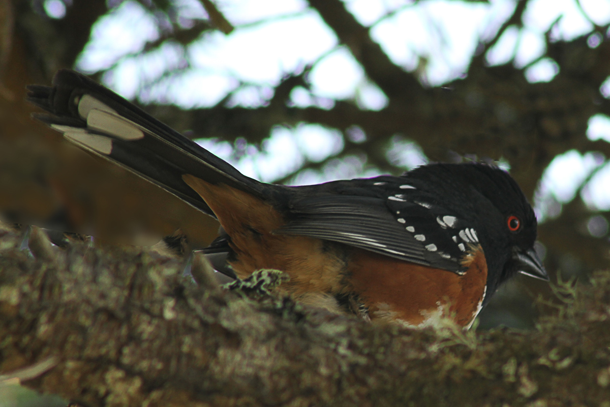 Spotted Towhee