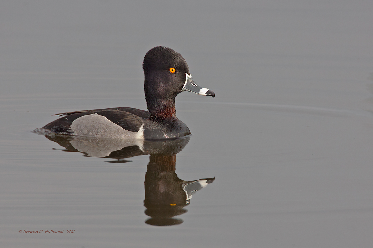 RNDuck