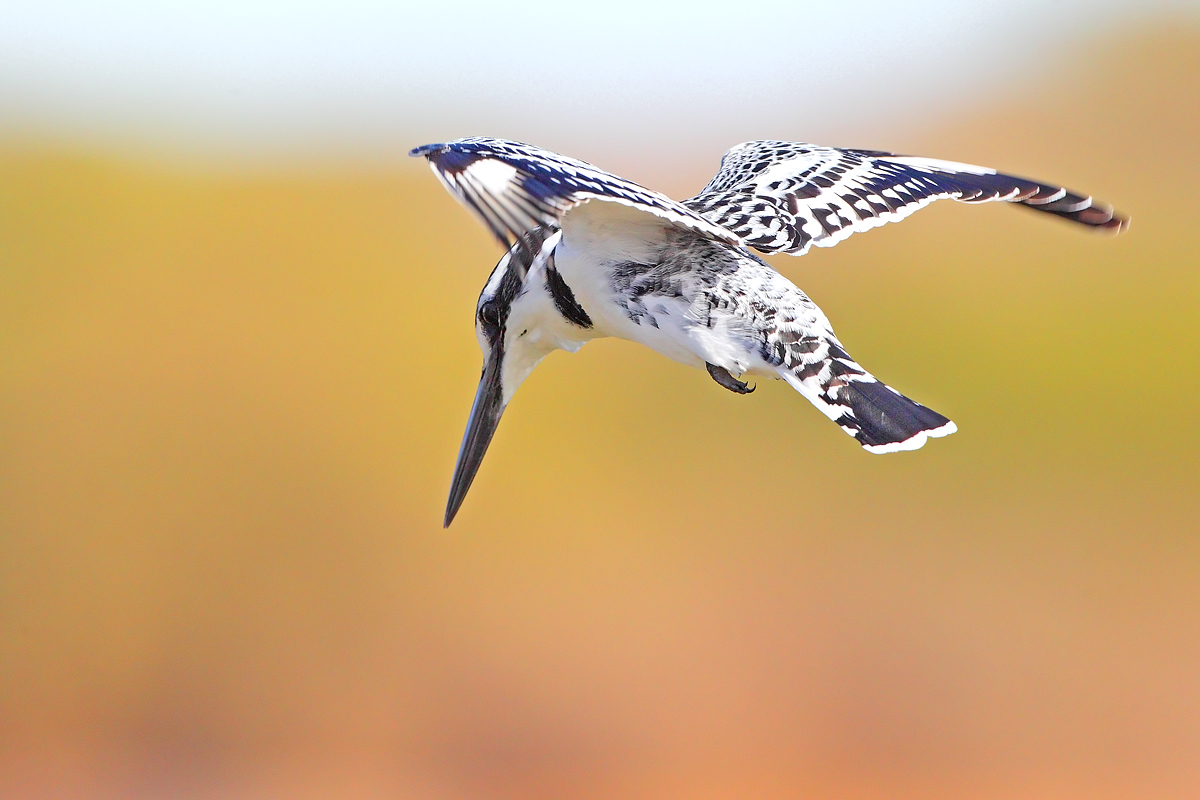 Pied Kingfisher
