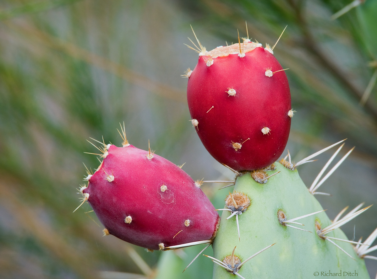 Prickly Pear Cactus