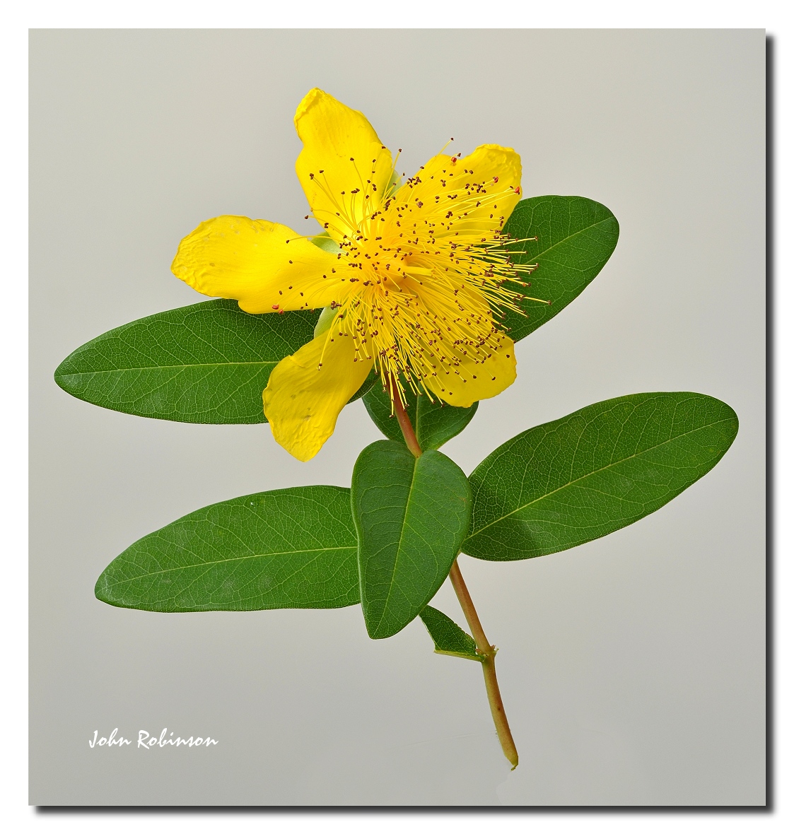 St John's Wort