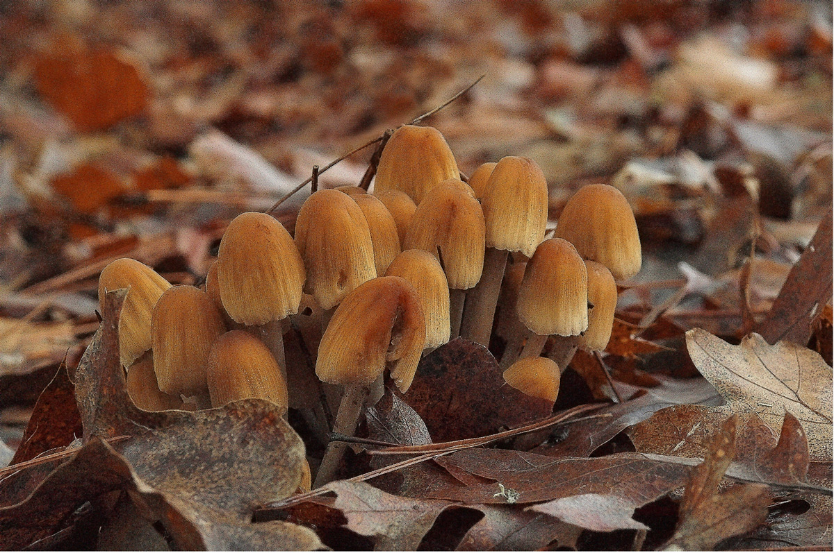 Mushroom rendering