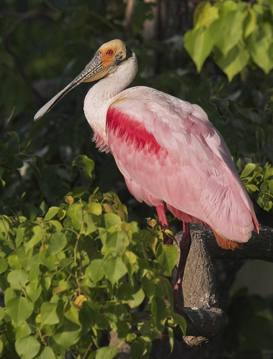 Roseate Spoonbill