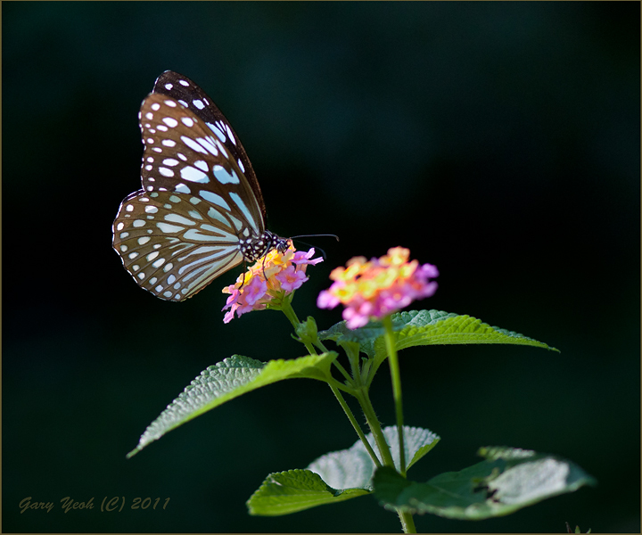 Ceylon Blue Glassy Tiger