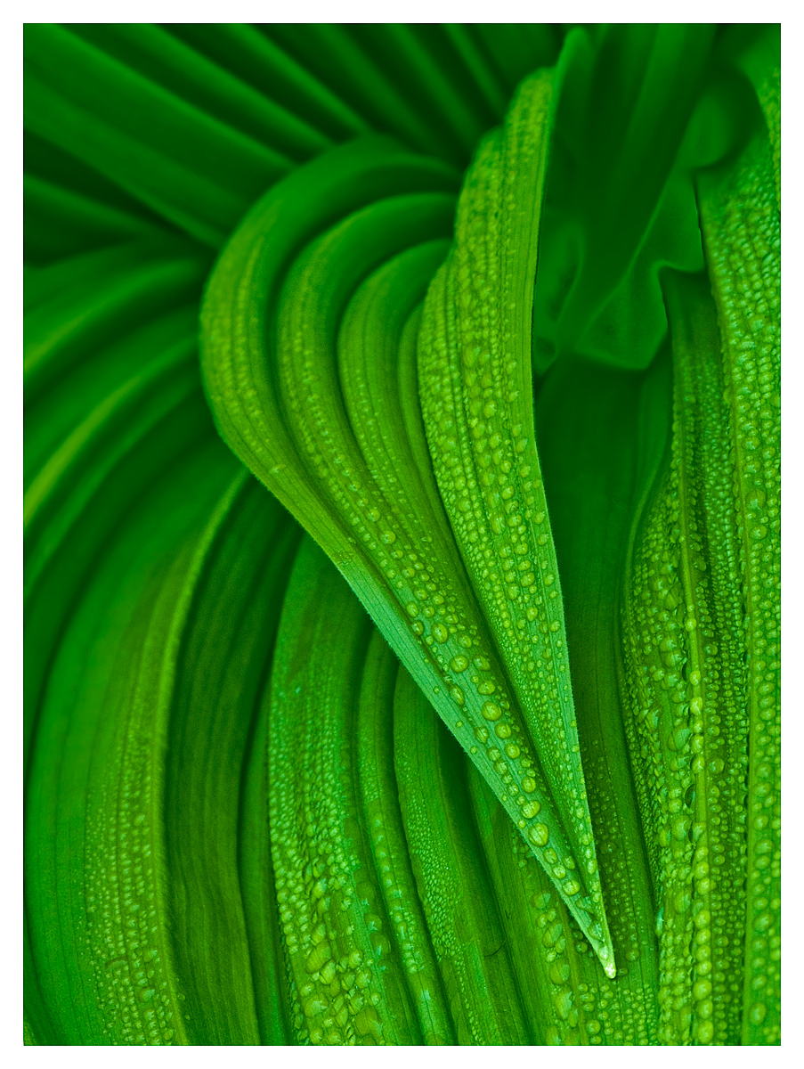 Dew