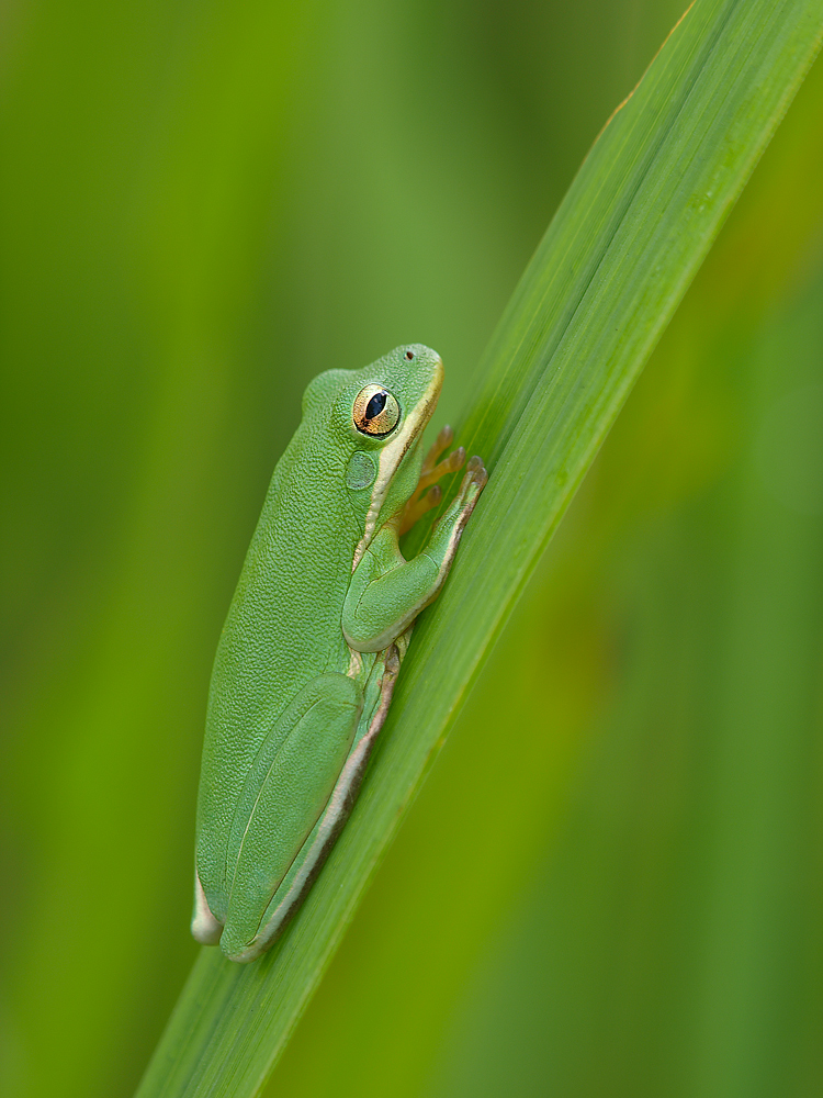 Tree Frog Static Pose