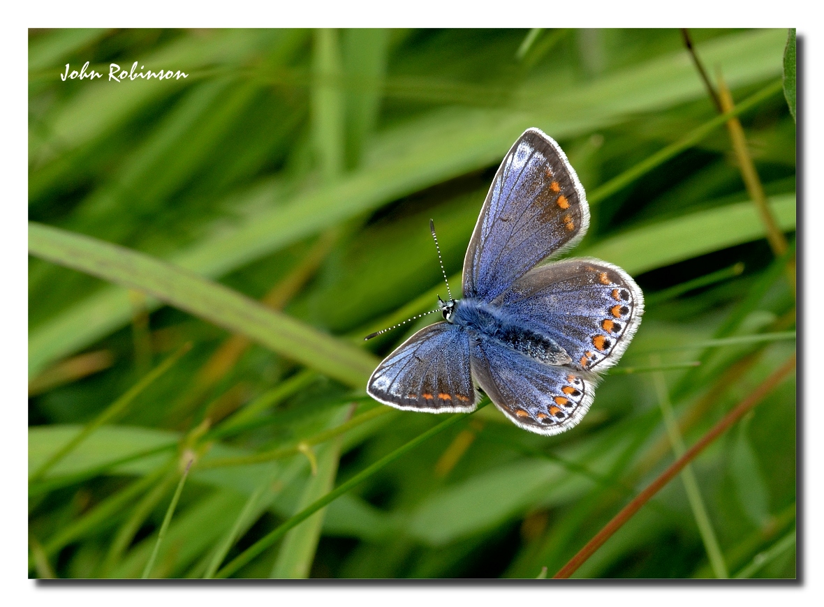 Common Blue