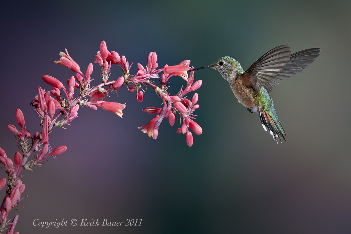 Female Broad Tailed