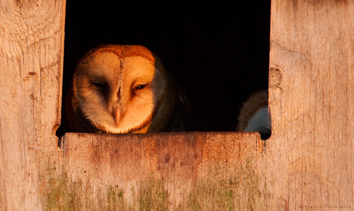 Barn Owls