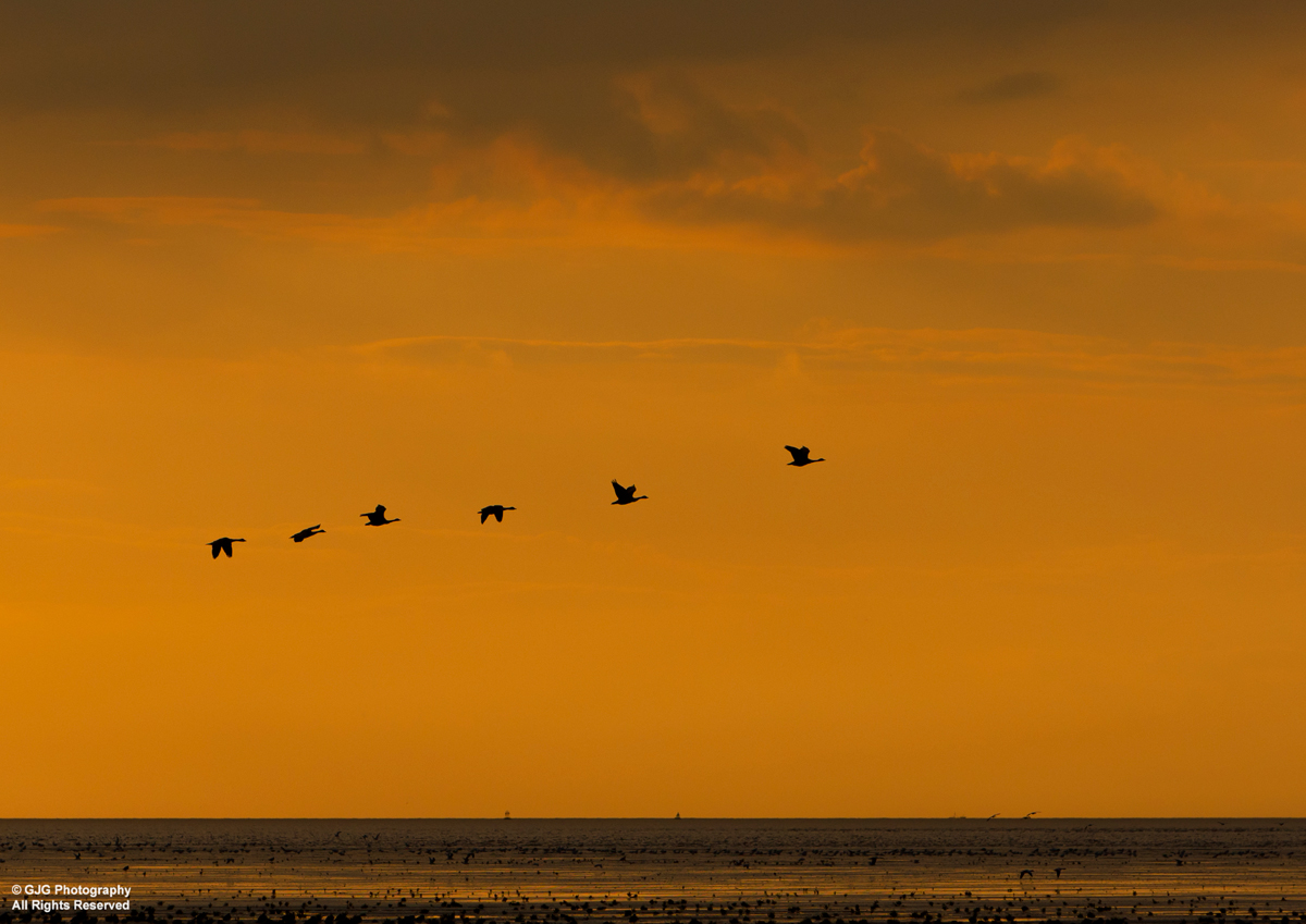 Pink Footed Geese