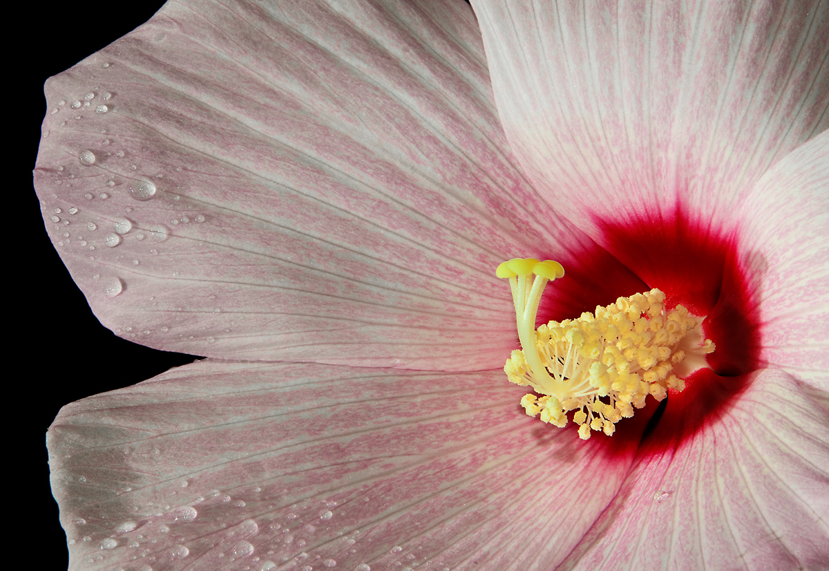 Hibiscus inner workings
